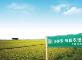 芽芽乐，奥运冠军为它打call的胚芽米!