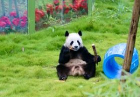 国庆小长假来栾川看熊猫 别忘了它还有小名
